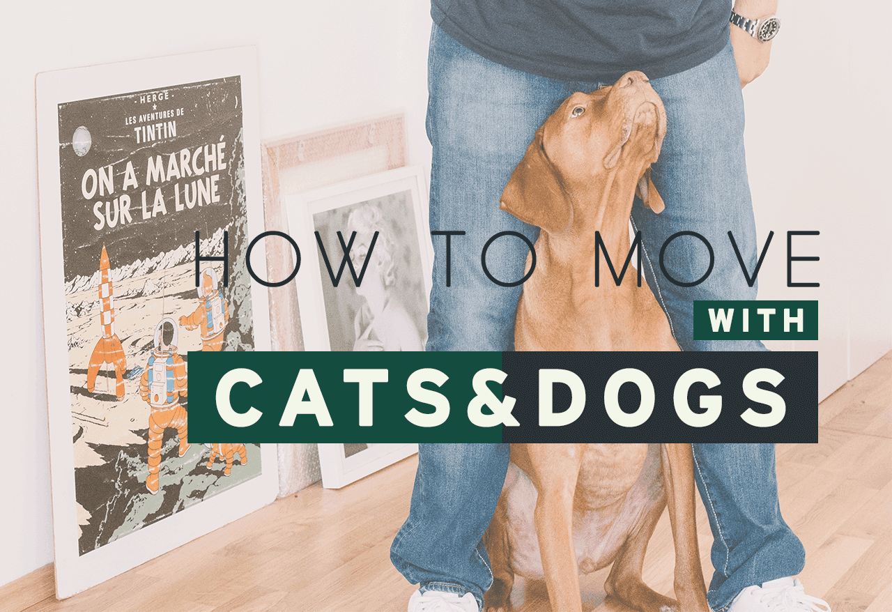 How to Move with Cats and Dogs